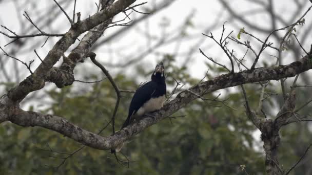 Oriental Hornbill Perched Tree Jungles Chitwan National Park — Wideo stockowe