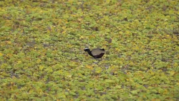 Brons Bevingad Jacana Söker Mat Medan Går Växterna Damm — Stockvideo