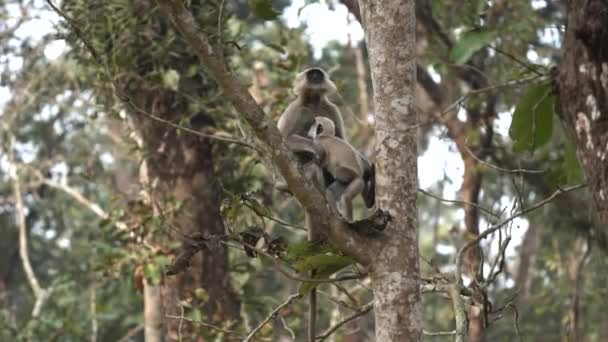 Quelques Singes Langur Détendre Dans Arbre Dans Parc National Chitwan — Video