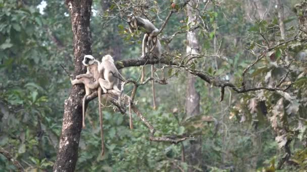 Några Langur Apor Koppla Ett Träd Chitwan National Park — Stockvideo