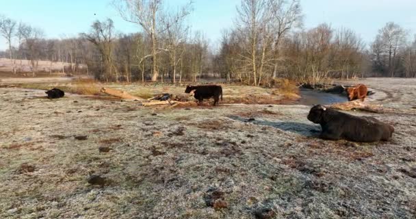 Eine Herde Langhorn Rinder Auf Der Weide Schwarzer Bulle Steht — Stockvideo