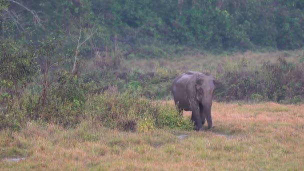 Ein Alter Elefant Geht Regen Durch Ein Feuchtes Grasfeld Chitwan — Stockvideo