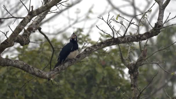 Oriental Hornbill Perched Tree Jungles Chitwan National Park — стокове відео