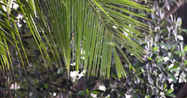 Raindrops Falling Leaves Forest Background Monsoon Rainstorm Thailand Close Shot — Video Stock