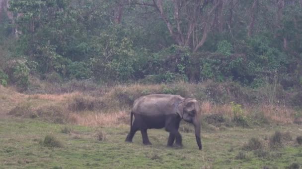Elefante Che Cammina Sentiero Nella Giungla Del Parco Nazionale Chitwan — Video Stock