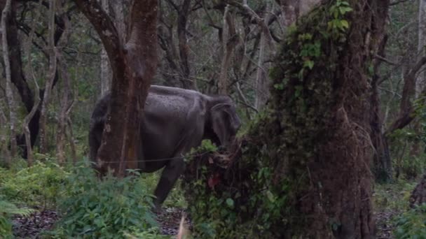 Old Elephant Walking Jungle Chitwan National Park Nepal — ストック動画