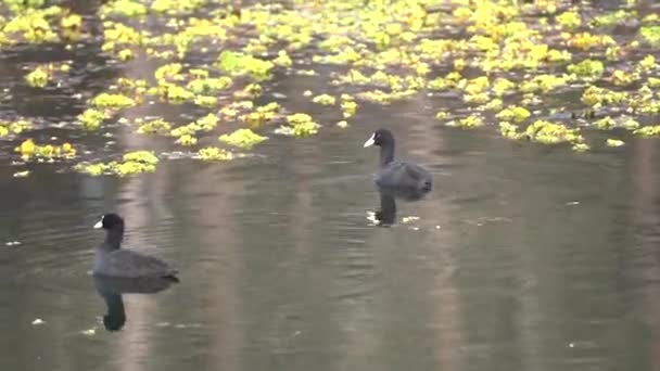 Due Folaghe Eurasion Nuotano Tra Piante Piccolo Stagno Nel Parco — Video Stock