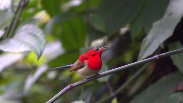 Crimson Sunbird Sitting Branch Garden — Vídeo de stock