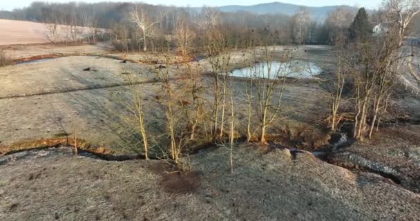 Meadow Pasture Covered Winter Frost Black Birds Trees Cattle Herd — Stock videók