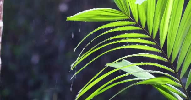 Rain Pouring Monsoon Water Droplets Leaves Close Shot Forest Background — Video