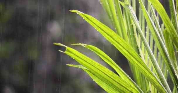 Monsun Regensturm Mit Strömendem Regen Auf Eine Nahaufnahme Von Blättern — Stockvideo