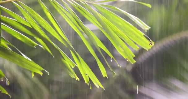 Monsoon Regen Giet Omlaag Met Een Close Van Groene Bladeren — Stockvideo
