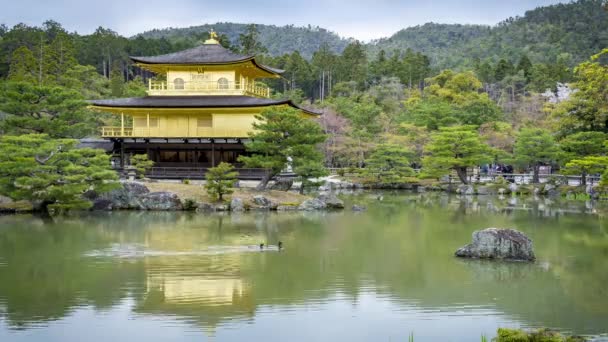 Japan Golden Temple Kinkaku North Kyoto Completely Covered Gold Leaf — Vídeos de Stock