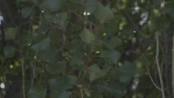 Дерево Кронштейни Переміщені Сильним Вітром Насильством Режимі Реального Часу — стокове відео