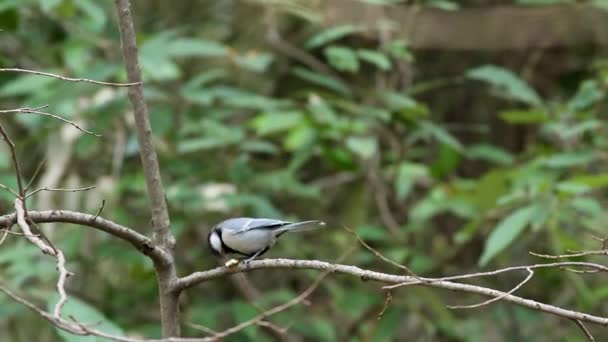 Cinereous Tit Perched Feeding Beautiful Songbird Pakistan — Stok video