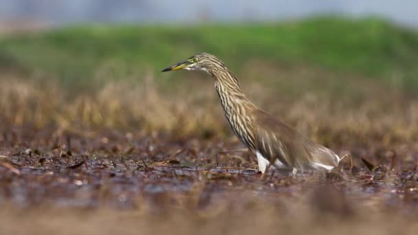 Wild Pond Heron Stalking Prey Wetland Bird Pakistan — Vídeo de Stock