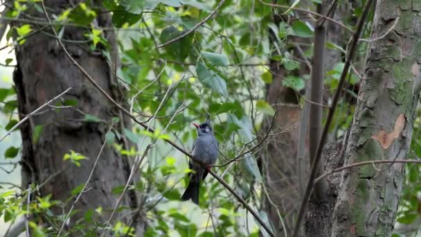 Isolated Black Bulbul Bird Perched Tree Branch Pakistan — Stock Video