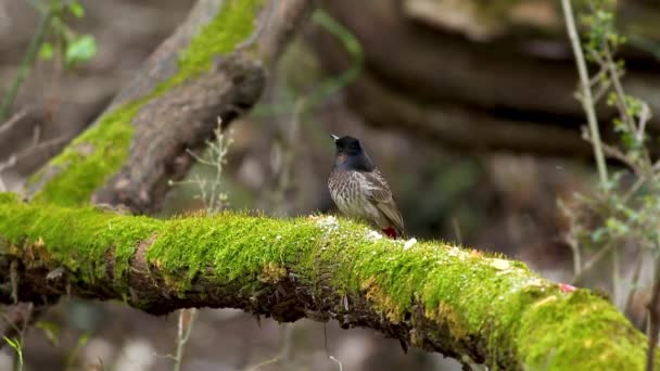 Wild Perched Red Vented Bulbul Bird Feeding Tree Branch — Video