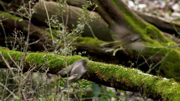 Wild Songbird Red Vented Bulbul Feeding While Perced Tree Branch — стоковое видео