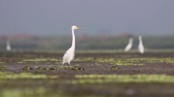 Lands Tengah Egret Berikutnya Untuk Bird Fishing Burung Dalam Penerbangan — Stok Video