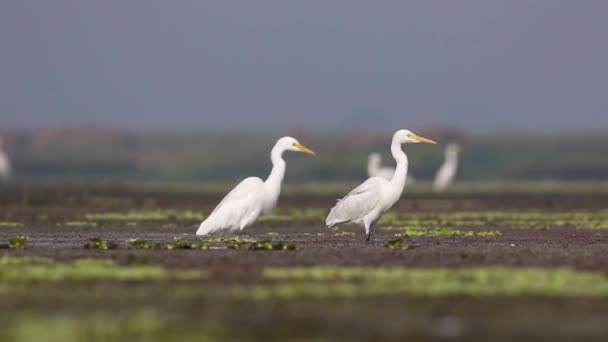 Περιβαλλοντικό Πορτρέτο Δύο Ενδιάμεσων Πουλιών Egret Στο Πακιστάν — Αρχείο Βίντεο