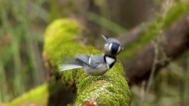 Two Cinereous Tit Songbirds Feeding Tree Branch Forest — Stock videók