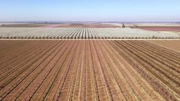 Almond Trees Blossom Springtime Central California Drone Forward — Wideo stockowe