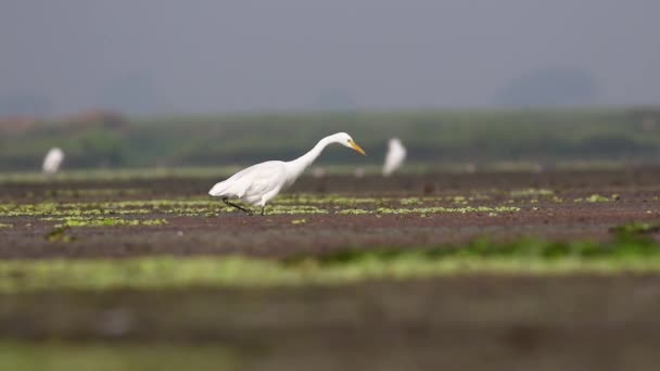 Intermediate Egret Searching Prey Feeding Fish Bird Behaviour — Stock Video