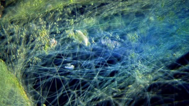 Cyanobacteria Зелені Водорості Рухаються Під Мікроскопом — стокове відео