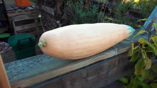 木片上的香蕉南瓜 Cucurbita Maxima — 图库视频影像