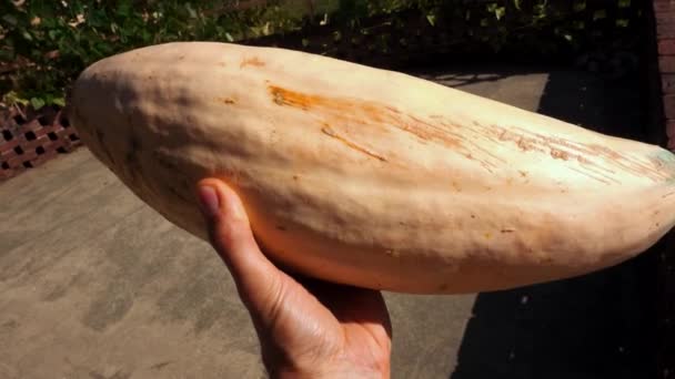 Man Holding Banana Squash Cucurbita Maxima — стоковое видео