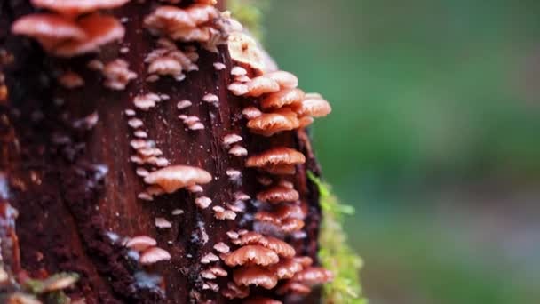 Pan Van Pink Mini Mushroom Rotting Wood Rosy Oysterling Scytinotus — Stockvideo