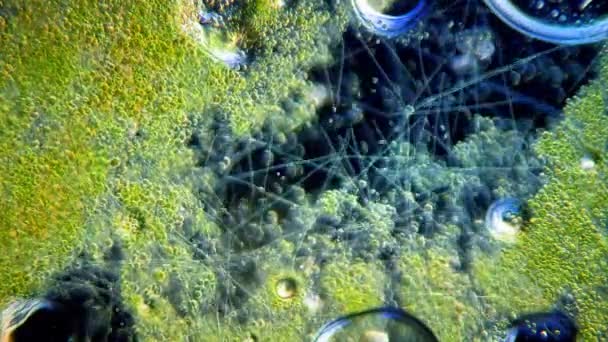 Cianobaktériumok Zöld Algák Mozgása Mikroszkóp Alatt — Stock videók