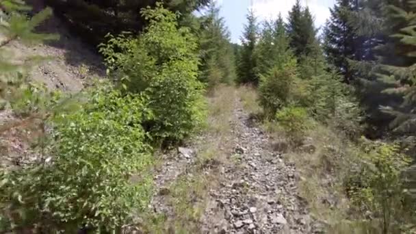 Vue Première Personne Randonneur Remontant Vieux Chemin Forestier Envahi Thunder — Video