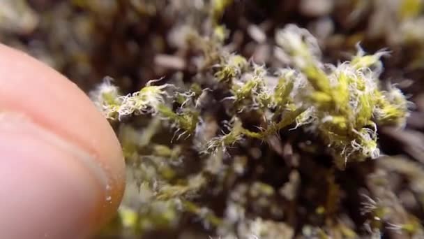 Tumme Flicking Moss Super Macro Närbild Thunder Mountain Vancouver Island — Stockvideo