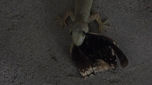 Lizard Finally Got His Pray Eating — Video