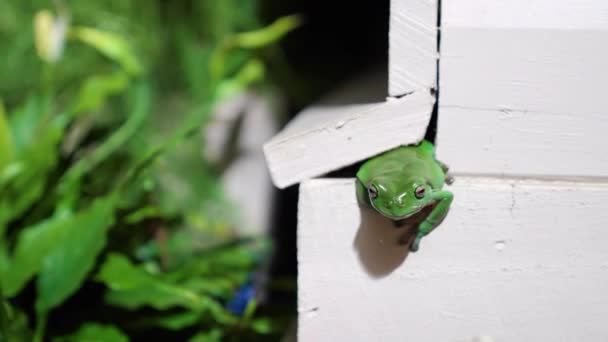 Australian Green Tree Frog Poking Out Crack Wall House — Stockvideo