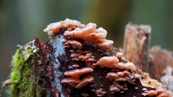 Orange Mushroom Growing Mossy Dead Tree Rosy Oysterling Scytinotus Longinquus — Stockvideo