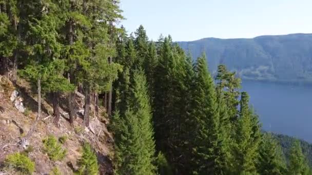 Old Logging Road Tree Boy Scout Camp Great Central Lake — Stockvideo