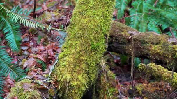 Albero Morto Con Funghi Rosa Crescendo Esso Rosy Oysterling Scytinotus — Video Stock