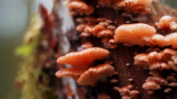 Glowing Rosy Oysterling Scytinotus Longinquus Mushroom — Vídeos de Stock