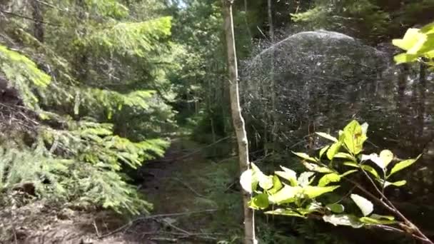 加拿大温哥华 温哥华岛 一个废弃的伐木路上一棵树上的蜘蛛网球 — 图库视频影像