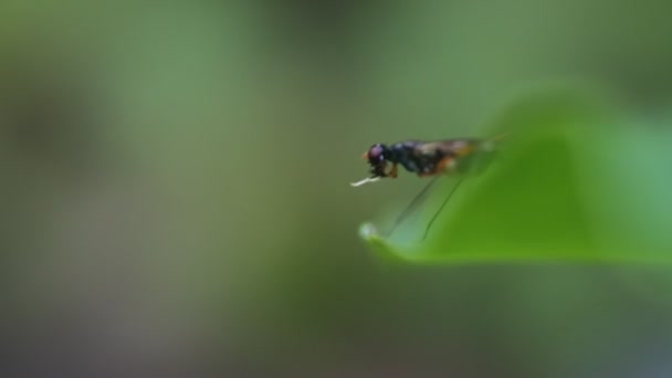 Wespe Polistes Nipponensis Saussure Auf Blättern Video — Stockvideo