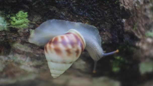 Slak Klampt Zich Vast Aan Houtmango Opname Van Slakken Natuur — Stockvideo