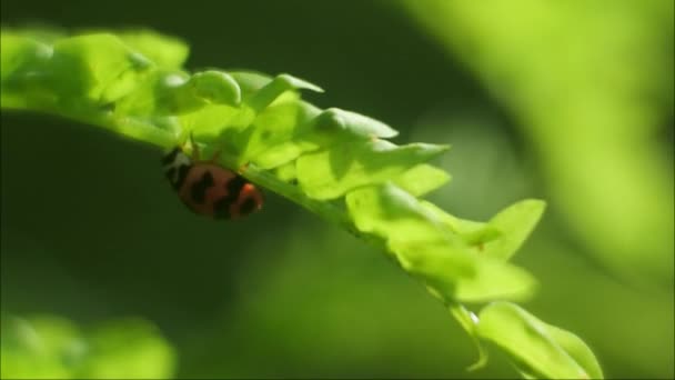 Macro Ladybug Είναι Ένα Μικρό Έντομο Όμορφα Χρώματα Στα Φύλλα — Αρχείο Βίντεο