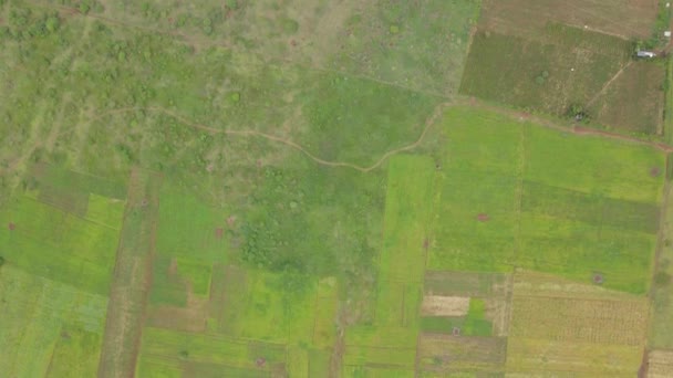 Abstract Pattern Cultivated Fields Loitokitok Kenya Aerial Top — Video Stock
