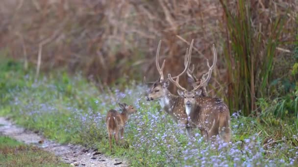 Some Spotted Deer Grazing Bunch Flowers Alongside Road Early Morning — Vídeo de stock