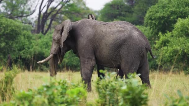 Side View Profile Old Elephant Standing Grassland Savannah Moremi Game — Video