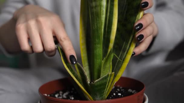 Woman Points Her Finger Broken Leaves Sansevieria Plant Polish Nigella — Stock Video