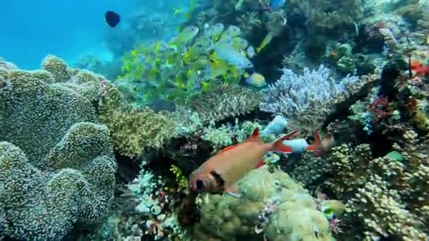 Pequeno Peixe Escola Recife Coral — Vídeo de Stock